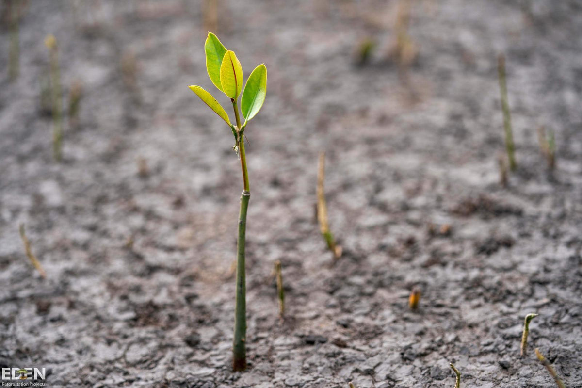 Plant 10 Trees With Eden Reforestation Projects - Evergreen Capsules